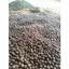 Nhân macca mắc ca sạch đã tách vỏ Đak Lak sấy chín Famiyumifarm