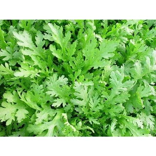 hạt giống rau cải cúc sinh trưởng cực khỏe gói 5gr