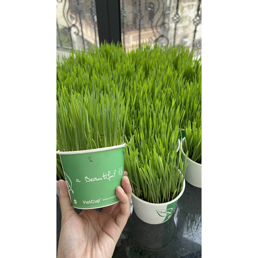 [Giao hỏa tốc ]Cỏ lúa mạch trồng sẵn, cỏ tươi cho mèo giúp tiêu búi ...