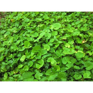Hạt giống RAU MÁ- gói 2gam