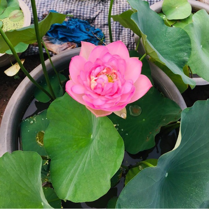 Hạt giống hoa sen Nhật Mini - Gói 5 hạt 5 màu