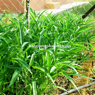 Hạt Giống Mầm Rau Muống Phương Nam