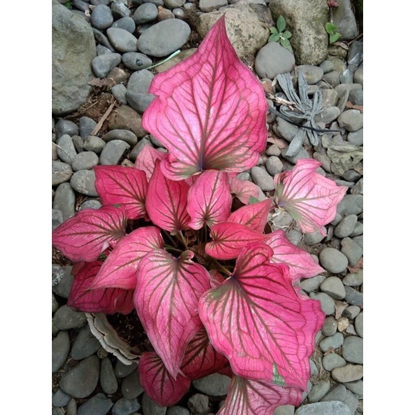 Củ Caladium Infinity | Shopee Việt Nam