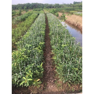 cây Hồng xiêm xoài cây giống ghép cho trái sau 6  tháng ( cây cao 70-1m thích hợp mọi khi hậu ưa mọi loại đất hụi nhiệt