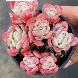 xuanthitrinh88