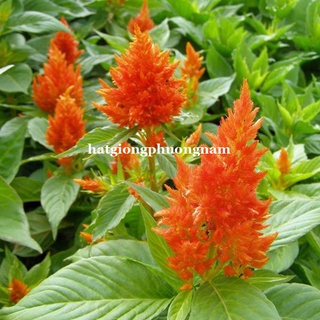 10 Hạt - Hạt Giống Hoa Mào Gà Lửa Cam Lùn F1 Phương Nam
