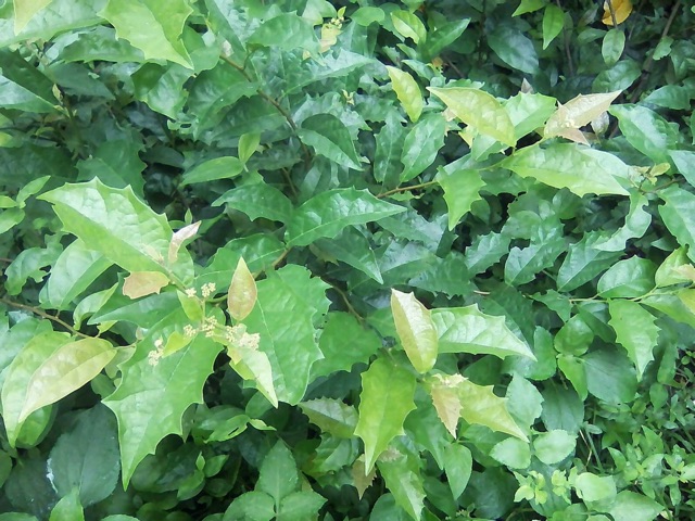 cây xạ đen hoà bình