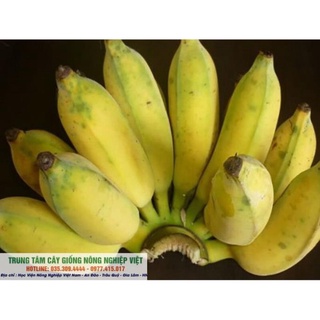 Cây Giống Chuối Tây- Chuối Sứ .