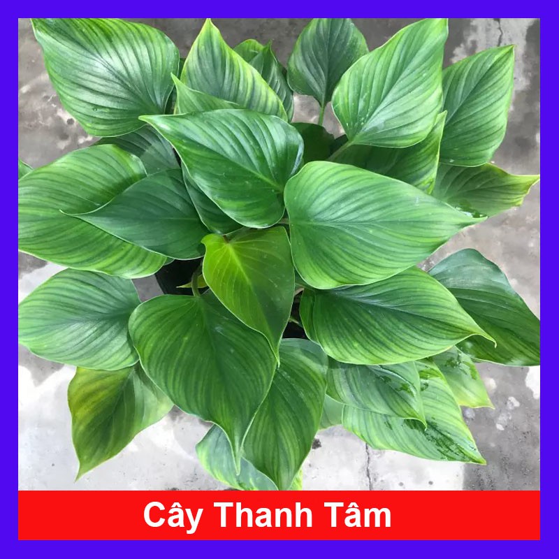 Cây Thanh Tâm - Cây cảnh trong nhà