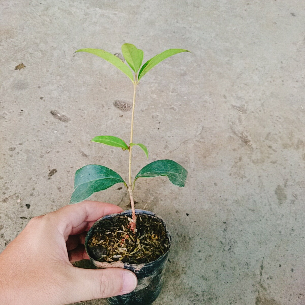 Cây mộc hương ta - cho hoa thơm say đăm lòng người