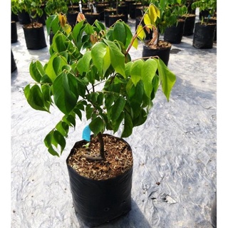 Cây Giống Khế Chua Rùng Mình .