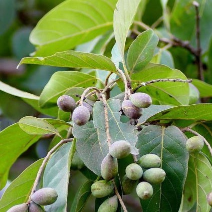 Kha tử khô thượng hạng JINDO 1kg