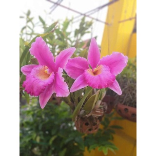 KHUÔN LAN HOÀNG HẬU ( L)
