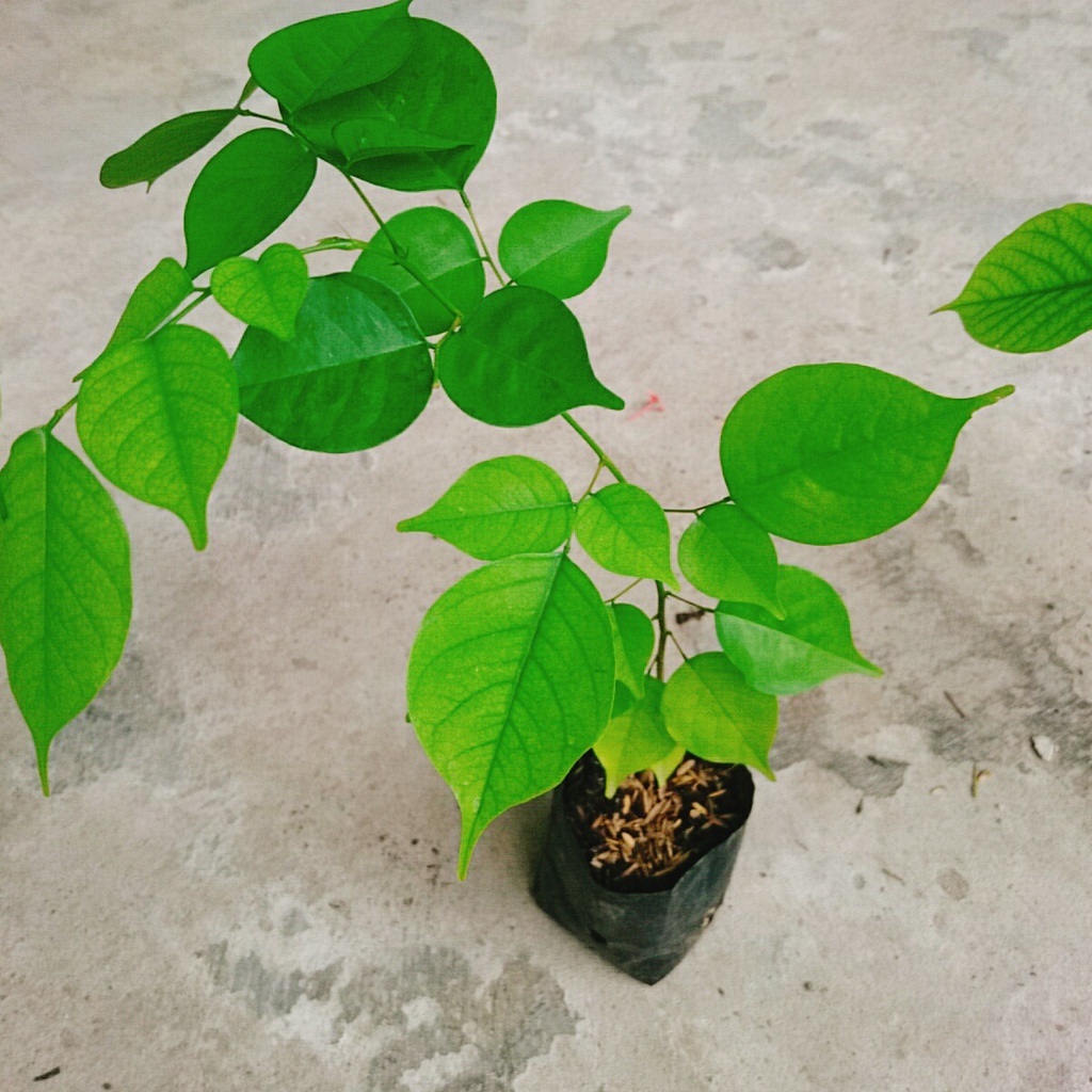 Cây Giáng Hương - cây công trình hoặc trồng sân vườn lấy bóng mát