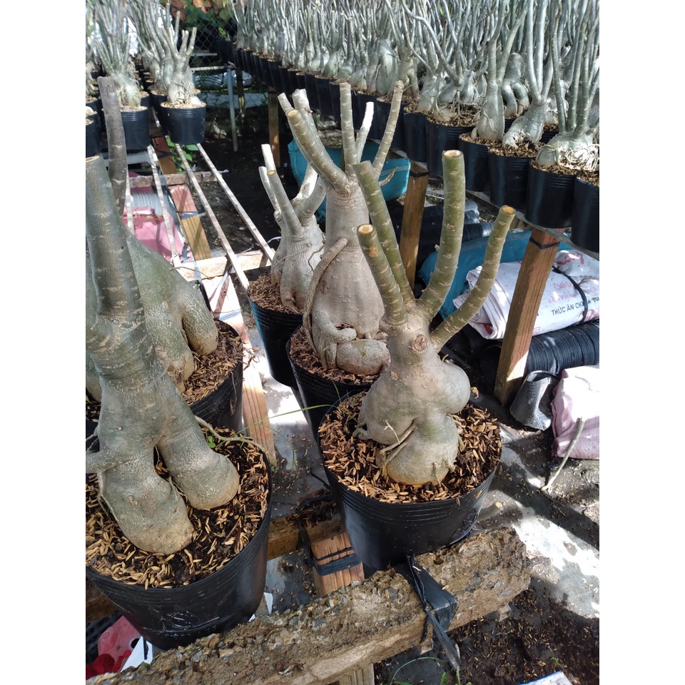 Cây Hoa Sứ Thái Ghép Nhiều Màu - cây cảnh trong nhà