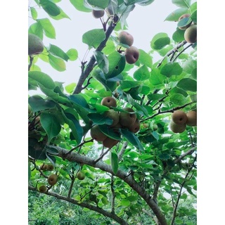 Lê tai nung Bắc Hà