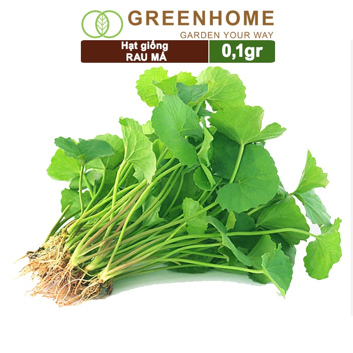 Hạt giống rau Má Greenhome, gói 0.1gr, sinh trưởng mạnh, năng suất cao R12