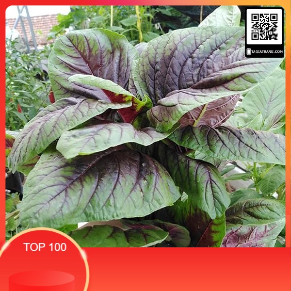 100 hạt giống rau DỀN khoang cao sản.. | Shopee Việt Nam