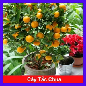 Cây tắc chua ( cây quất, cây hạnh ) - cây đang cho trái