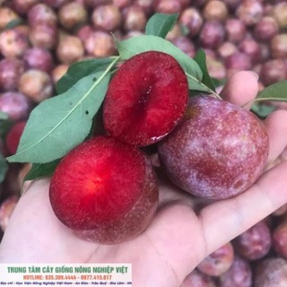 Cây Giống Mận Tam Hoa Chất Lượng Cao .
