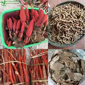 COMBO nấm ngọc cẩu 200G, ba kích tím 200G, dâm dương hoắc 100G, sâm cau đỏ 300G