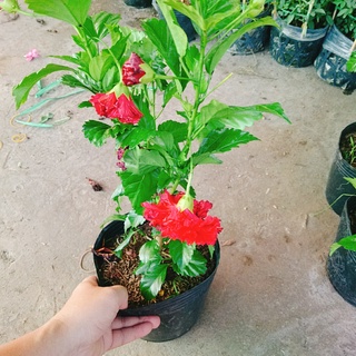 Cây Hoa Dâm Bụt cánh kép (Màu Đỏ) - cây cảnh trong nhà