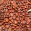 Toan táo nhân khô thượng hạng JINDO 1kg