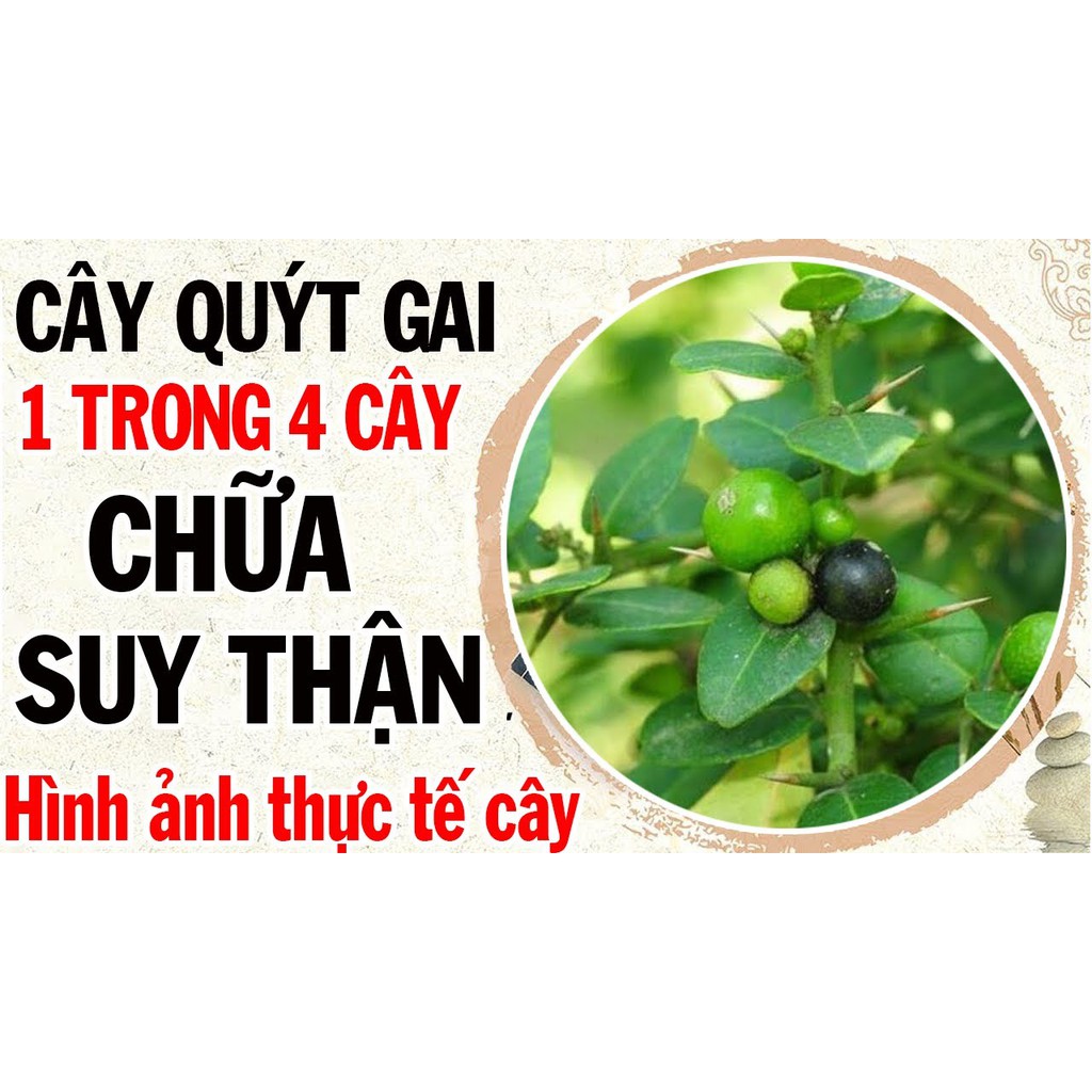 [Mã BMTTC60K giảm đến 60K đơn 50K] Cây quýt gai khô JINDO 1kg