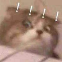 catcatcat135
