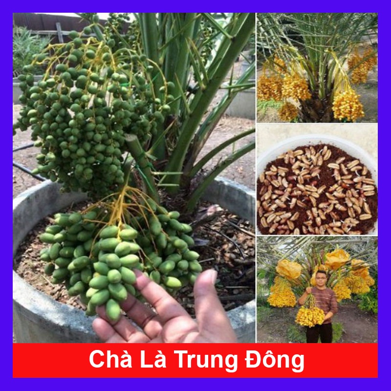 Cây Chà Là Trung Đông (Cây cao 30 - 40cm)