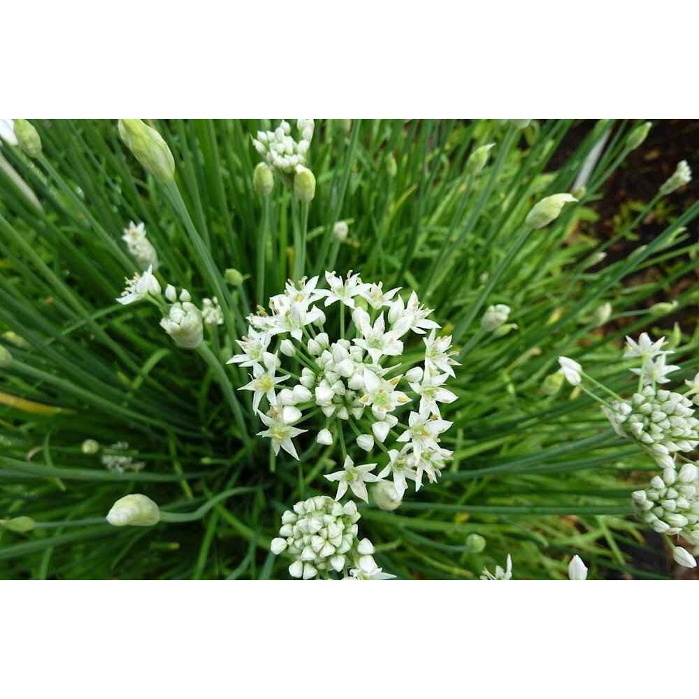 hạt giống rau hẹ cực dễ trồng chống chịu sâu bệnh gói 2 gam hạt [ NONG TRAI XANH ]