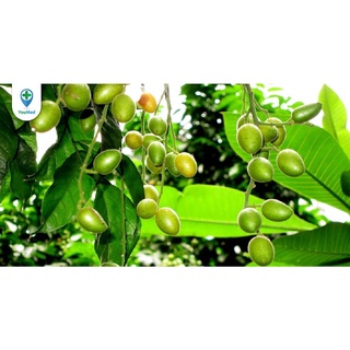 Cây Giống Quất Hồng Bì( Vua Của Các Loại Trái Cây Mùa Hè Cực Dễ Trồng Và Chăm Sóc ) .