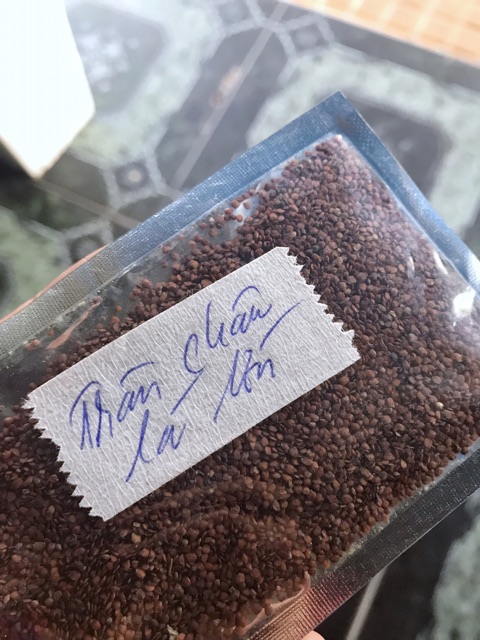 HẠT GIỐNG THỦY SINH SỐ 2 TRÂN CHÂU LÁ LỚN 10g