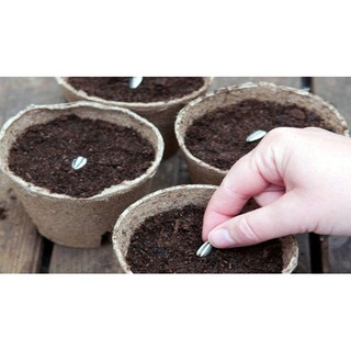 Hạt Giống Đậu rồng cao sản