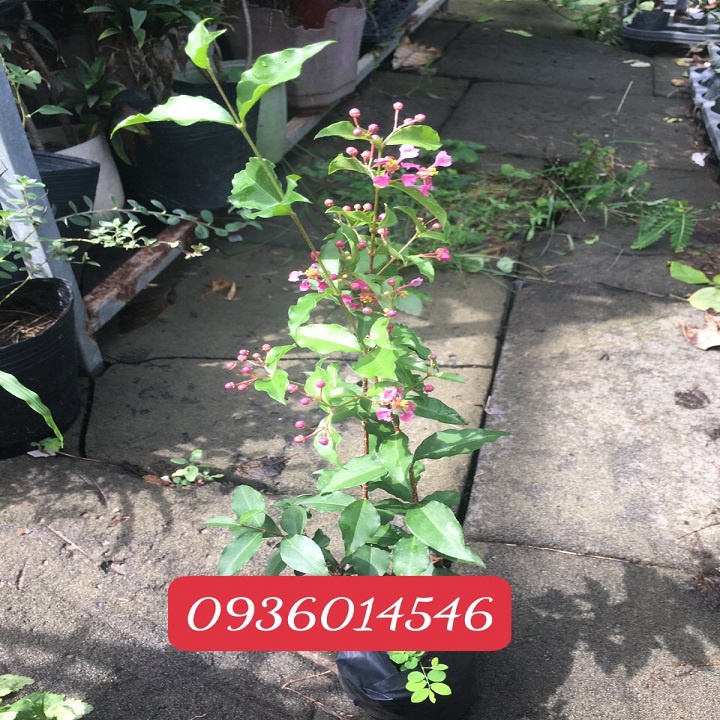 Cây Giống - Hồng ngọc mai/sơ ri cảnh - bonsai | Shopee Việt Nam