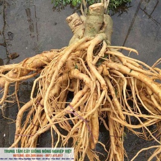 COMBO 5 Cây Giống Đinh Lăng Nếp