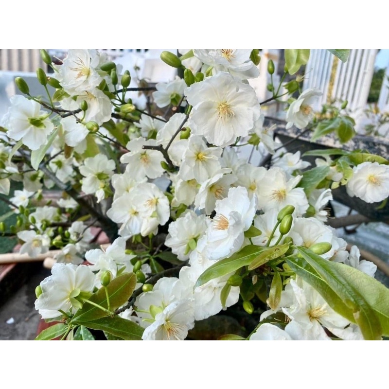 Hoa Bạch mai đọt hồng 8-22 cánh_cây ghép chuẩn