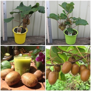 · CÂY KIWI. Cây Kiwi là loại cây thuộc dạng thân leo, cao khoảng