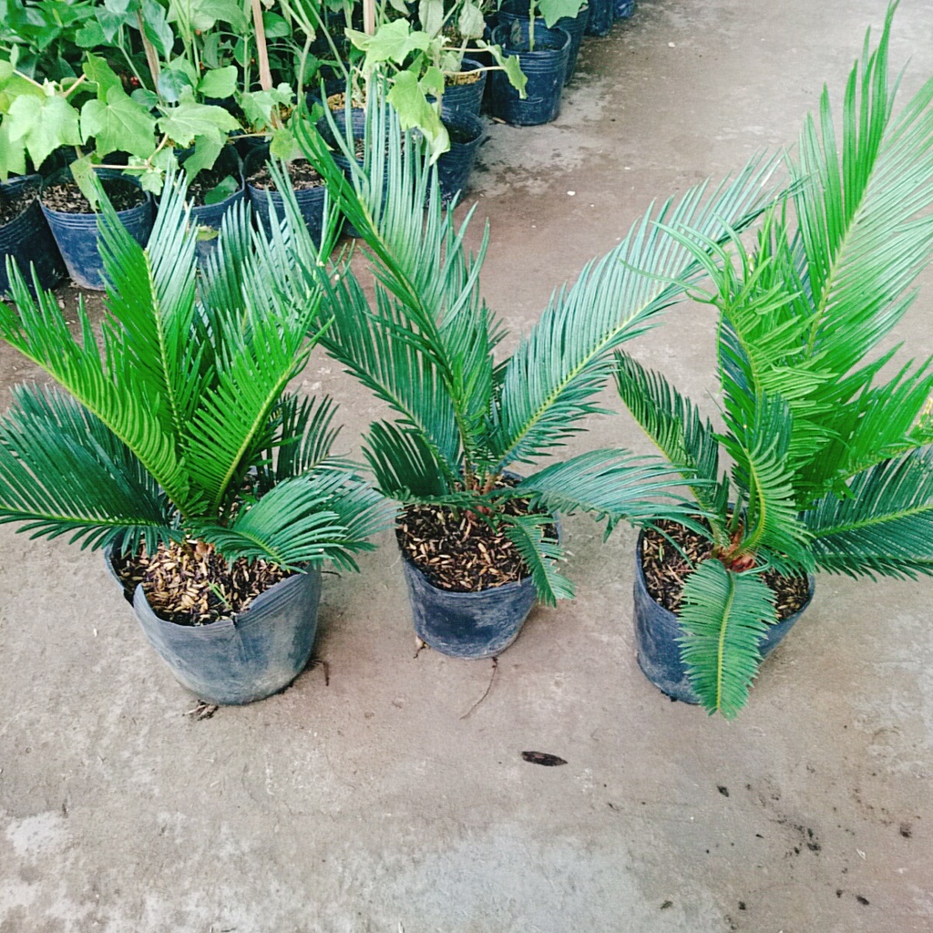 Cây thiên tuế (cao từ 50cm đến 60cm) - cây cảnh để bàn