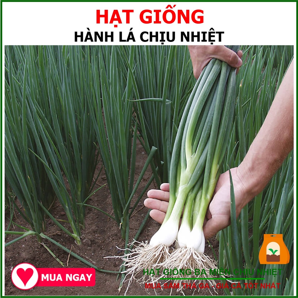 Hành Ta Đột Biến: Bí Quyết Tăng Năng Suất Và Chất Lượng