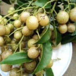 Cây giống mắc mật lấy lá cuốn thịt nướng, nướng vịt .