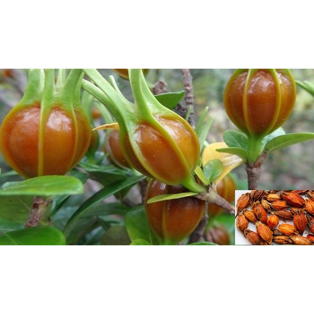 Hạt dành dành hay còn gọi là chi tử thượng hạng JINDO 1kg tốt cho thận và tiết niệu