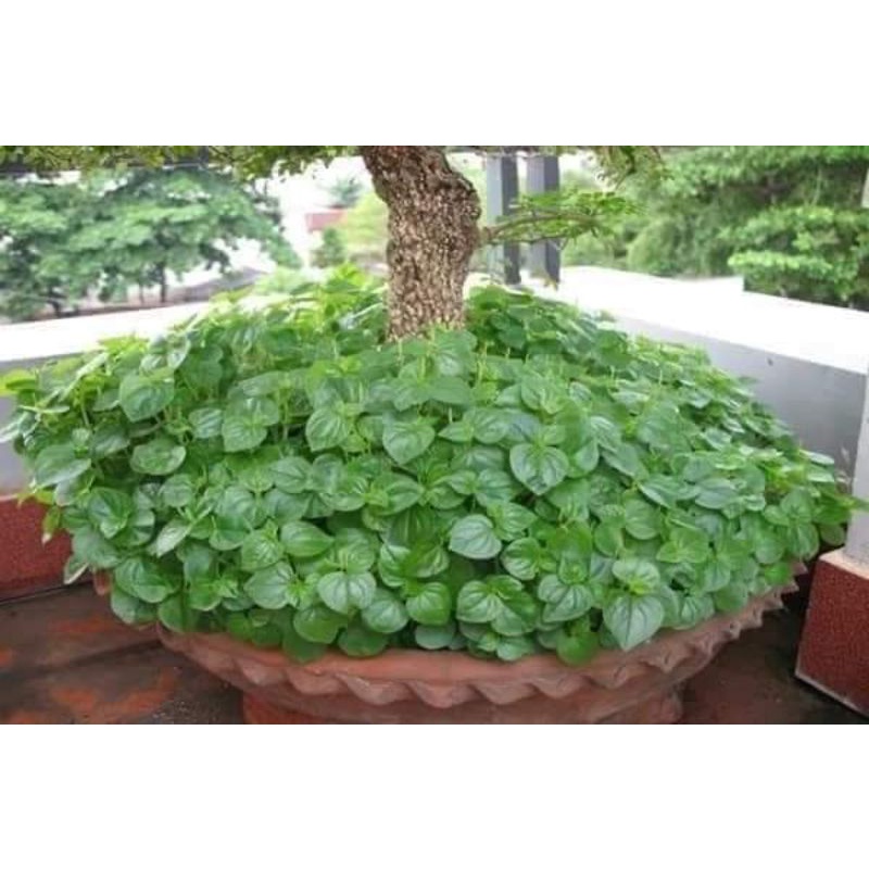 2 gam Hạt Giống Rau Càng Cua 💥 Bao Nảy Mầm☘️ chất lượng cao