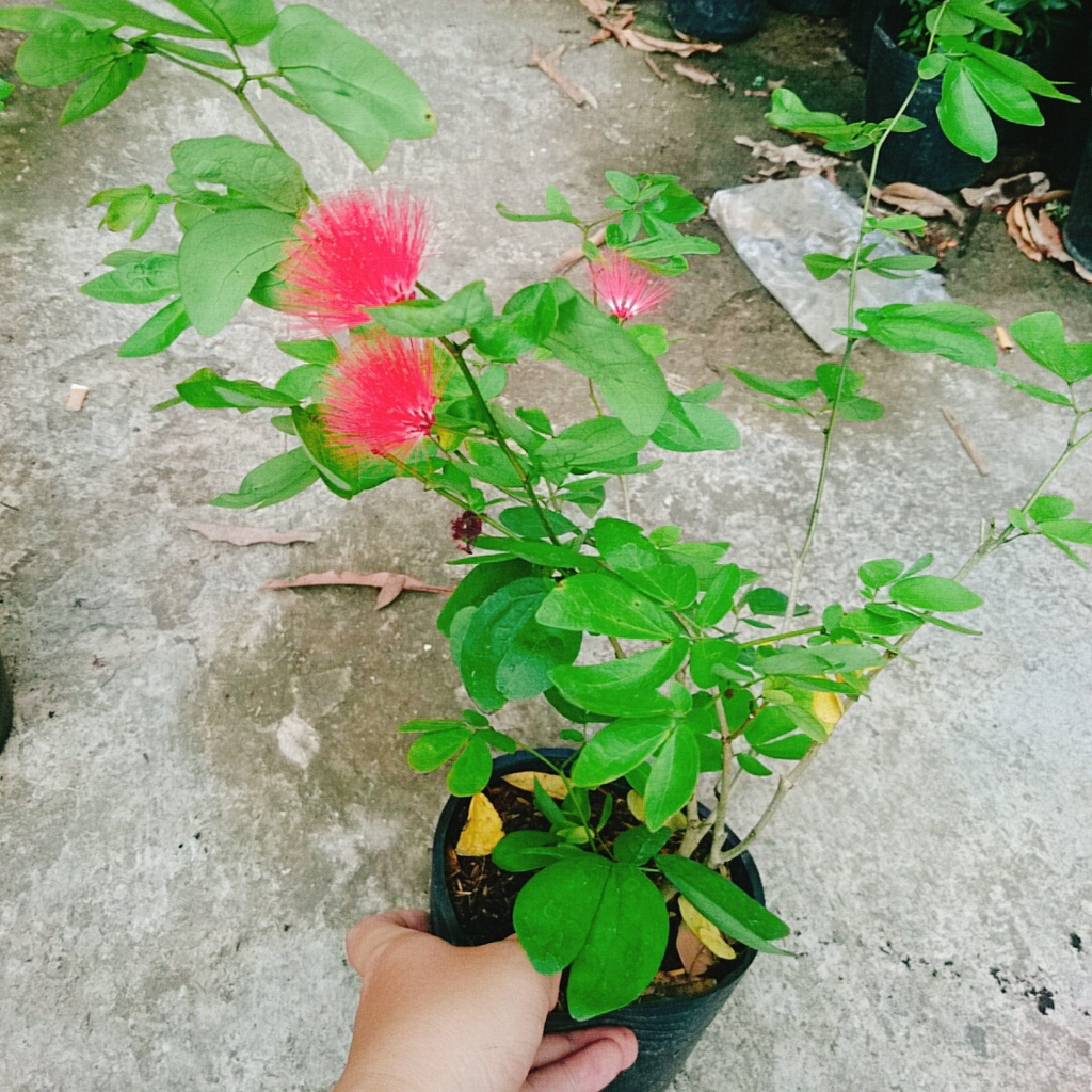 Cây Điệp Lào ( Cây Pháo Hoa )