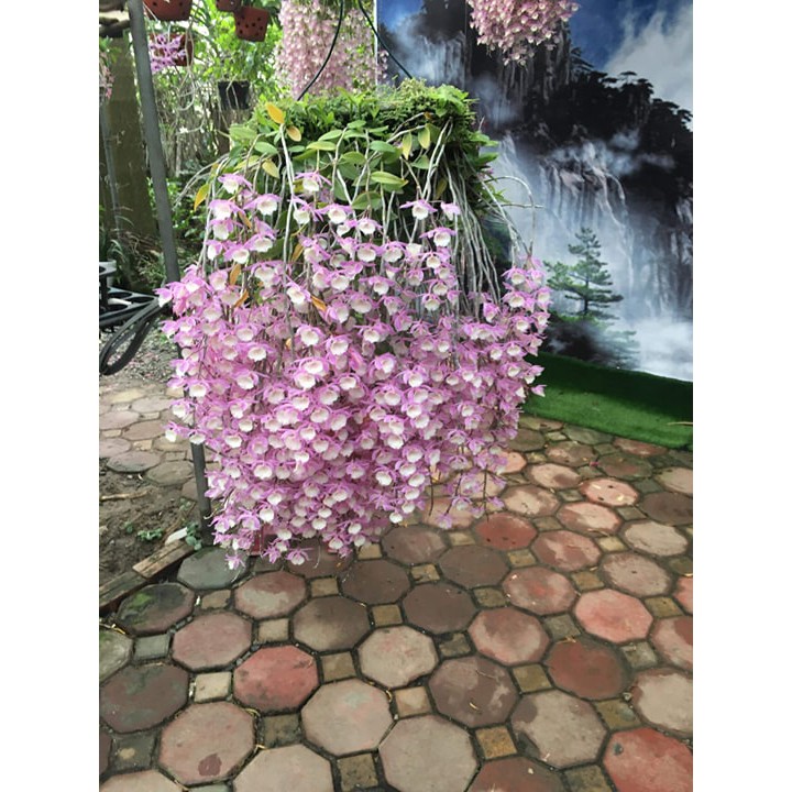 Lan Hạc Vỹ Thiên Cung Lữ Bố Ky 2 Năm Cây Đang Chuẩn Bị Hoa (Lh 0977790526)  Kie Dài 7_10 Cm | Shopee Việt Nam