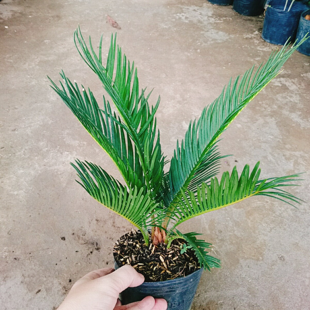 Cây thiên tuế (cao từ 50cm đến 60cm) - cây cảnh để bàn