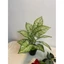 cây lá môn viền xanh - 30/40cm