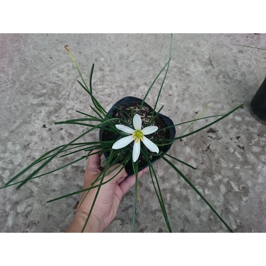 Cây huệ mưa (trắng) - cây cảnh sân vườn
