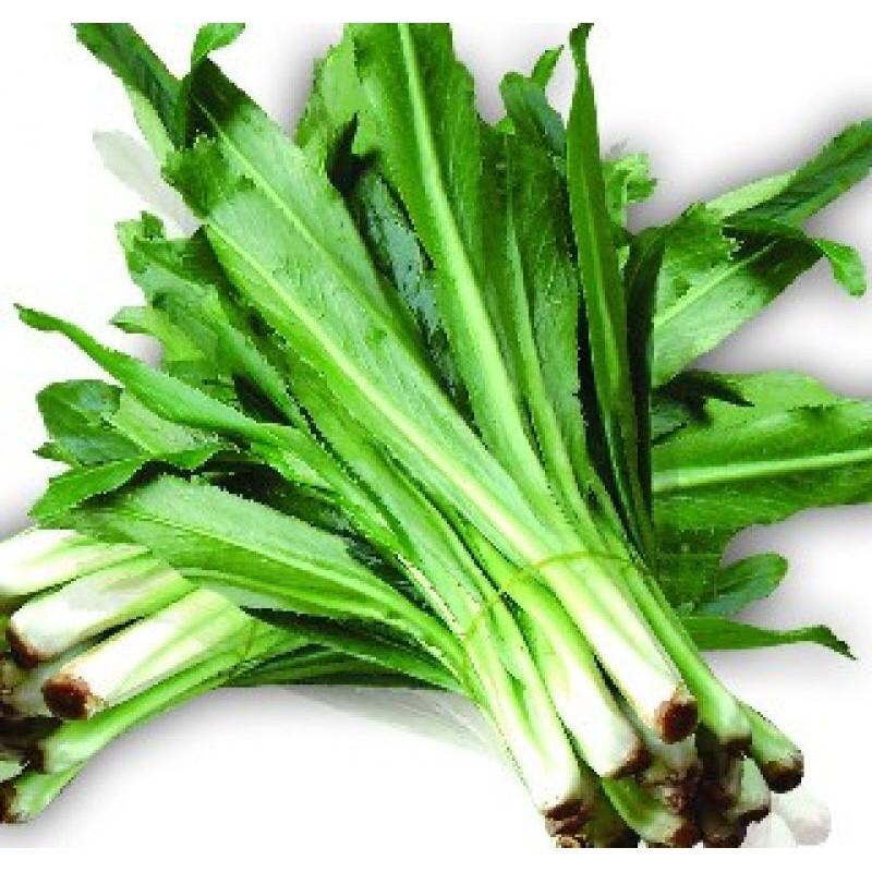 ⚡️HẠT GIỐNG RAU MÙI  TÀU ( NGÒ GAI) CAO SẢN⚡️ SINH TRƯỞNG NHANH KHỎE [ NONG TRAI XANH ]