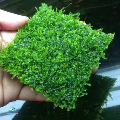 Vỉ Rêu Mini Taiwan (9x9cm)- Rêu Gắn Lũa Bonsai, Dán Đá Trang Trí Bể ...